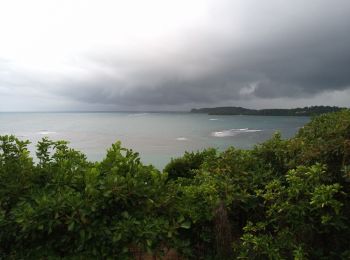 Tocht Stappen Le Robert - Pointe Banane - Photo