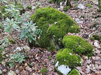 Trail Walking Signes - Plateau de la Limate en partant de Siou Blanc - Photo