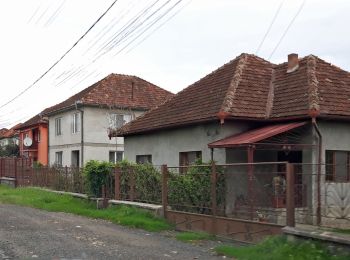 Trail On foot  - Gara Hălmagiu - Muntele Găina Cruce - Photo