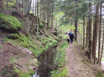 Trail Walking Saint-Sauveur - scierie Machet - Photo