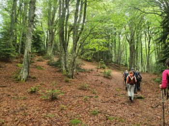 Trail Walking Savignac-les-Ormeaux - cabane du roc de Sorgeat  - Photo