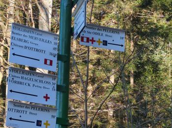 Tocht Stappen Ottrott - tour du mur paien - Photo