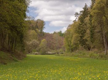 Excursión A pie Kipfenberg - Rundwanderweg Kipfenberg 6 - Photo