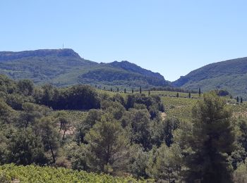 Tocht Stappen Séguret - Seguret Royère Sourde - Photo