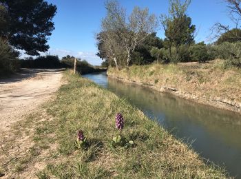 Tocht Stappen Aureille - Canal des Baux à Partir d’Aureille - Photo