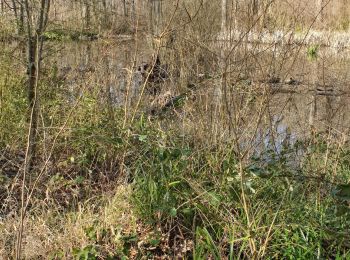 Trail Walking Beaumont-sur-Oise - carnelle forêt  - Photo