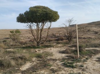 Trail On foot Ramat Negev Regional Council - Rosh Elot circuit - Photo