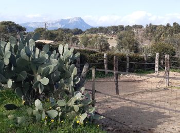 Trail Walking Le Pradet - le Pradet, chemin de Bauveze,la Cibone - Photo