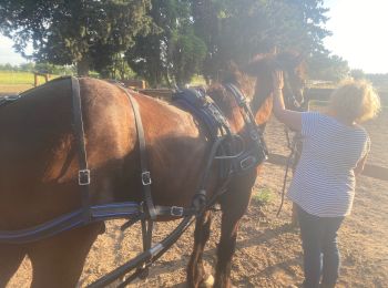 Tour Kutsche fahren Avignon - Loulou 6 - Photo