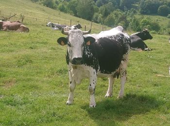 Excursión Senderismo Rimbach-près-Masevaux - Ermensbach et les trois lacs - Photo