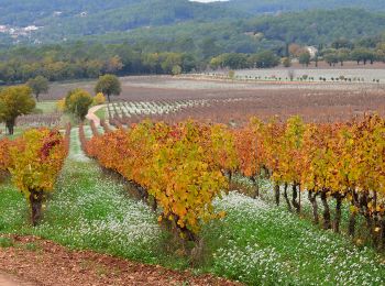 Tour Wandern Les Arcs-sur-Argens - Chemin de Compostelle de Abbaye Celle Roubaud à Lorgues par Ermitage St Ferréol - Photo