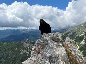 Randonnée Marche Bohinj - Visevnik - Photo