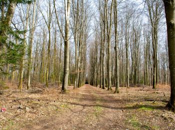 Excursión A pie Libramont-Chevigny - Remagne étang gpx - Photo