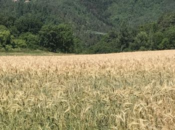 Tocht Stappen Grazac - Passerelles du Lignon  - Photo