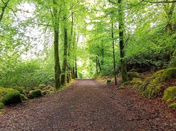 Trail On foot Sligo Municipal Borough District - Union Rock Trail - Photo