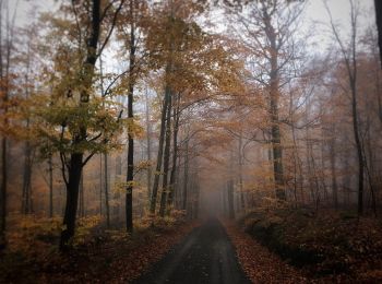 Percorso A piedi  - Södra Ryssberget, Gul - Photo