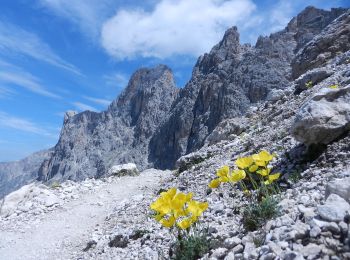 Randonnée A pied Deutschnofen - Nova Ponente - (SI C15N) Obereggen - Bivio Rifugio Coronelle - Photo