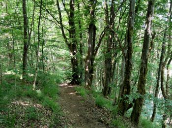 Tour Wandern Esch an der Sauer - Promenade au lac de la Haute-Sûre - Photo