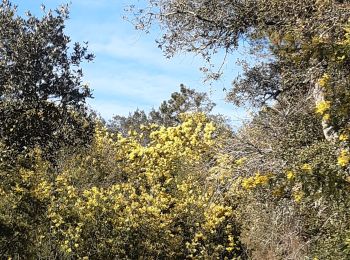 Tocht Stappen Tanneron - Tanneron Forêt de Mimosas - Photo