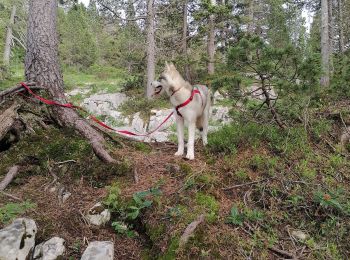 Tocht Stappen Fillière - chalet de l'angletaz pour Umi - Photo