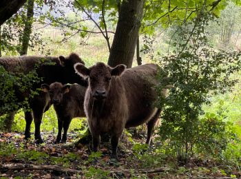 Tocht Stappen Tongeren - tongres - Photo