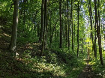 Excursión A pie Moravská Třebová - NS Boršovský les - Photo