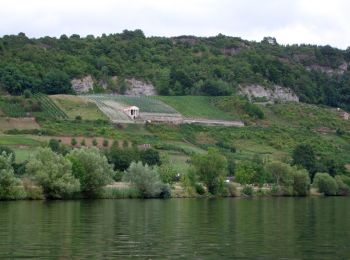 Tour Zu Fuß Wasserliesch - Wasserliescher Panoramasteig - Photo