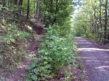 Percorso A piedi Knetzgau - Rundwanderweg Sand S 5 - Photo