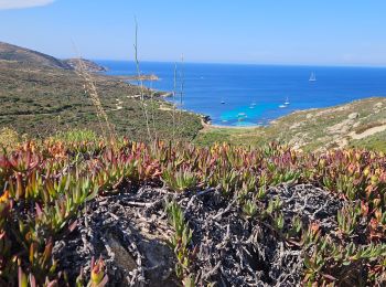 Randonnée Marche Calvi - ogliastrela, calvi - Photo