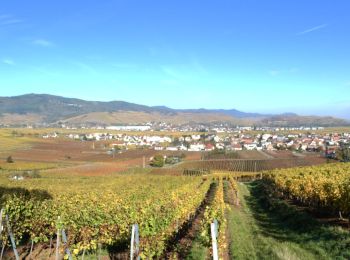 Randonnée Marche Wintzenheim - Chateaux et vignoble - Photo