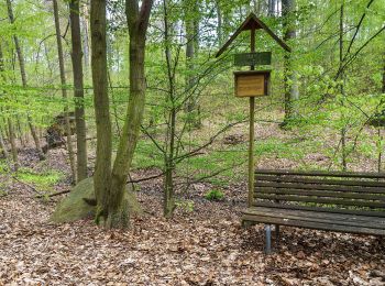 Trail On foot Dahlen - Ochsensaal-Jägereiche - Photo