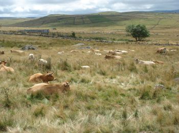 Excursión Senderismo Peyre en Aubrac - CC_Velay_BA_05_Peyre-Aubrac_Nasbinals_20070819 - Photo