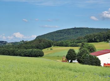 Trail On foot Weilrod - Rundweg Mauloff-Finsterthal-Riedelbach - Photo