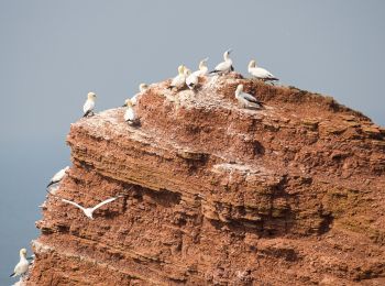 Randonnée A pied Helgoland - Naturpfad - Photo