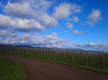 Randonnée Marche Kaysersberg-Vignoble - Boucle Kientzheim Nécropole de Sigolsheim  - Photo