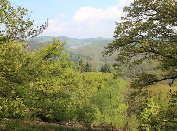 Tocht Te voet Schriesheim - Rundwanderweg Schafpferch 3: Ursenbach - Photo