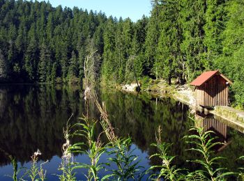 Percorso A piedi Bad Rippoldsau-Schapbach - Vor Seebach - Glaswaldsee - Photo