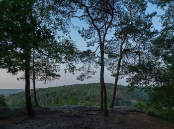 Tocht Te voet Tecklenburg - Teutoschleifchen Dreikaiserstuhl - Photo