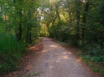 Randonnée Marche Rouffach - Herrlisheim près Colmar et son Fontainebleau  - Photo