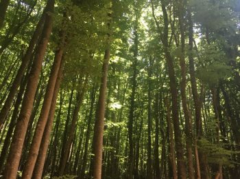 Excursión Senderismo Le Vivier - Le Vivier. Hêtre remarquable de 500 ans - Photo