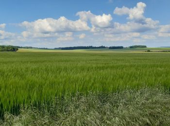 Trail Walking Magny-en-Vexin - Source de l Aubette Bis - Photo