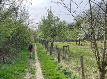 Randonnée Marche Lubbeek - Linden variante  - Photo