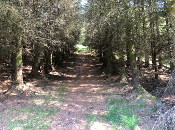 Tocht Stappen  - Ecosse parc naturel de Duror - Photo