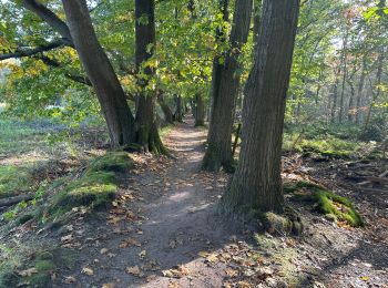 Excursión Senderismo Loon op Zand - Loonse Park Roestelberg 22,8 km - Photo