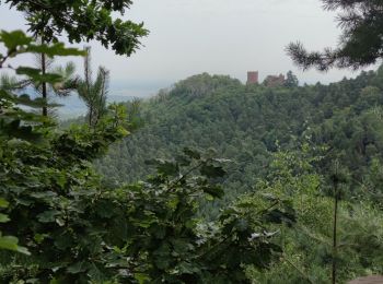 Tocht Mountainbike Obernai - Mont St Odile - Photo