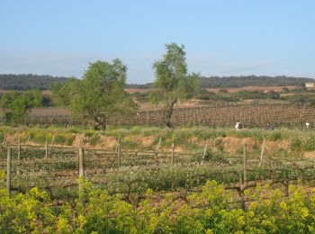 Excursión Senderismo Logroño - Camino Francés - Etp8 - Logroño - Nájera - Photo