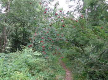 Trail On foot Ham-sur-Heure-Nalinnes - Promenade de Cour-sur-Heure - Photo