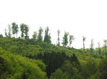 Tour Zu Fuß Lützelstein - Triangle bleu - Photo