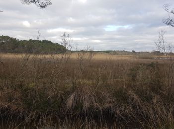 Excursión Senderismo Sainte-Hélène - St Hélène- Ria Etel en  nord - Photo