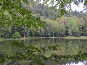 Tocht Stappen Plancher-les-Mines - PLANCHE DES BELLES FILLES - Photo